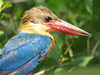 Close-up of bird perching