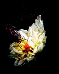 Close-up of rose against black background