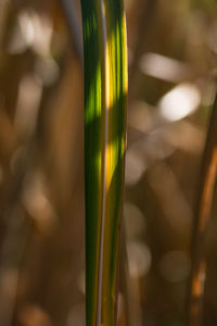 Close-up of plant