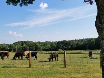 Cows in a pasture