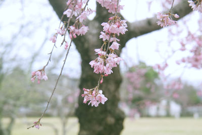 Close-up of pink cherry blossoms