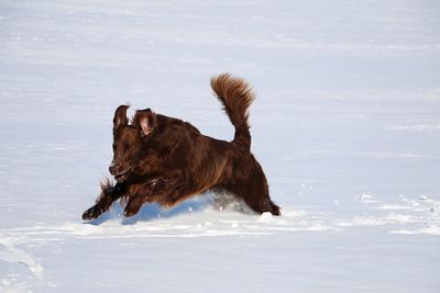 Dog on snow against sky