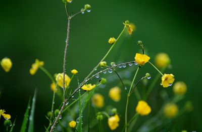 Close-up of wet yellow flowers growing on plant