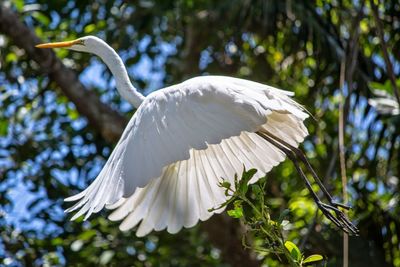 Low angle view of great egret flying against tree