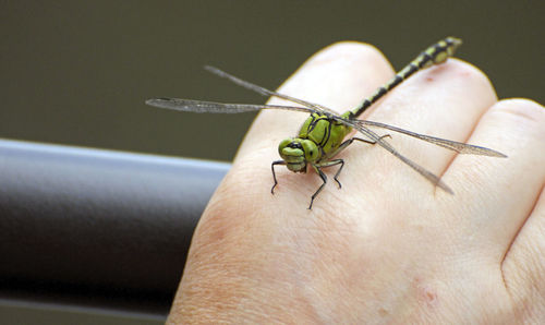 Close-up of insect on hand