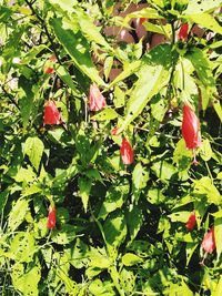 Close-up of red flowering plant