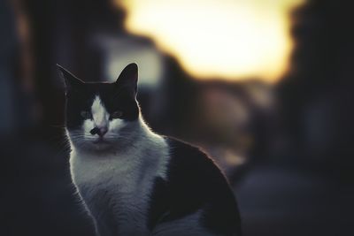 Close-up portrait of cat sitting outdoors