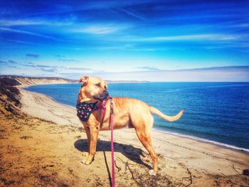 Dog standing at beach against blue sky