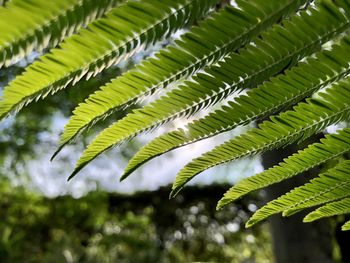 Low angle view of palm tree