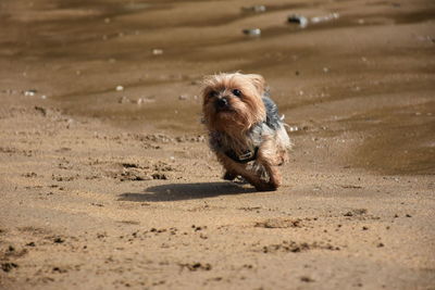 Portrait of dog running on sand