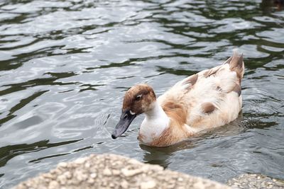 High angle view of dog swimming on lake