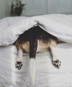 Dog sleeping on bed