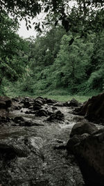 River flowing through rocks in forest