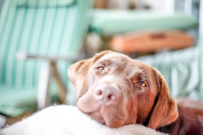 Close-up portrait of dog relaxing