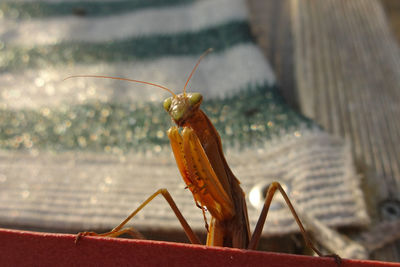 Close-up of a praying mantis in garden