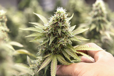 Hand holding marijuana plant close-up trichome.
