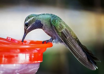 Close-up of a bird feeder