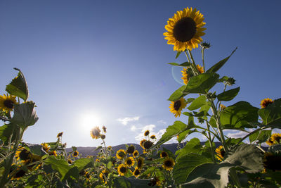 Low angle view of sunflower against sky