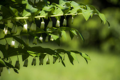 Close-up of fresh green leaves