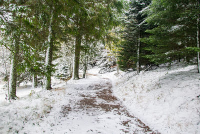 Road amidst trees in forest during winter