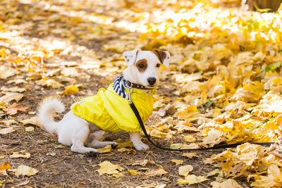 Portrait of a dog on autumn leaves