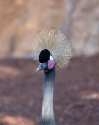 Close-up of a bird