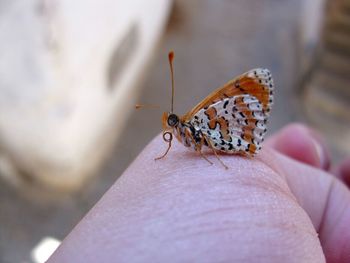 Close-up of butterfly on leaf