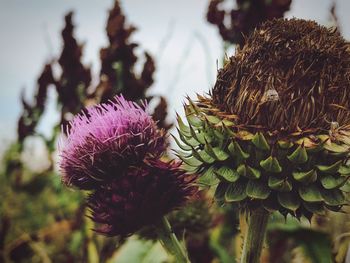 Close-up of thistle against purple flowers