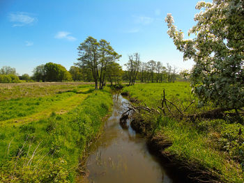 Scenic view of stream amidst trees on field against sky
