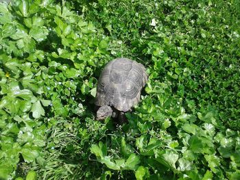 High angle view of turtle on ground