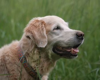 Close-up of dog looking away on field