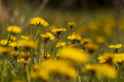 Close-up of yellow flowering plants on field