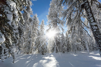 Snow covered trees against bright sun