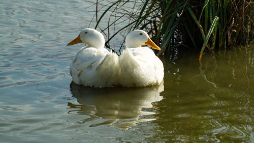 Close-up low level view of aylesbury pekin peking american domestic duck ducks swimming in lake