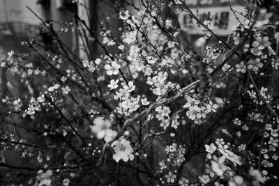 Low angle view of flowering tree