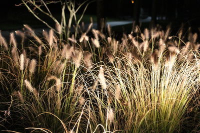 Close-up of plants growing on field