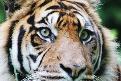 Close-up portrait of cat