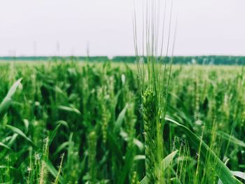 Close-up of crops growing on field against sky