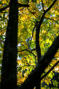 Low angle view of tree in forest