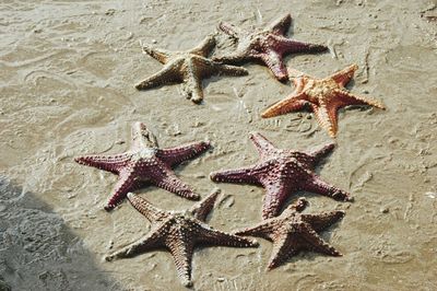 High angle view of dead starfish at messy beach