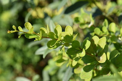 Close up of green leaves spoiled by the sun