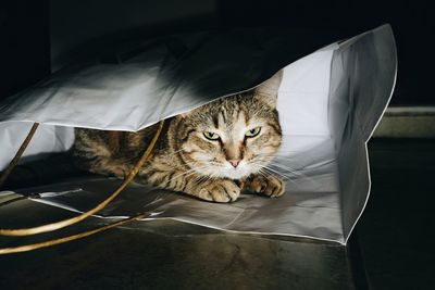 Portrait of cat sitting in shopping bag at home