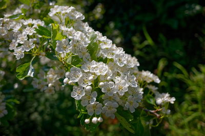 Close-up of white flower 