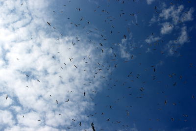 Low angle view of birds flying against blue sky