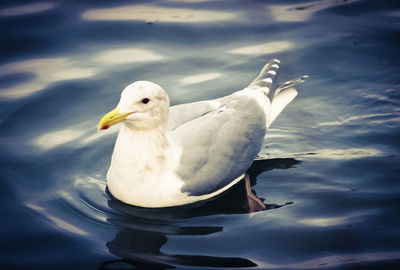 Close-up of seagull swimming in lake against sky
