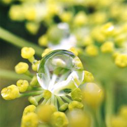 Close-up of yellow flower