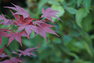 Close-up of maple leaves