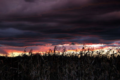 Plants growing on field against dramatic sky