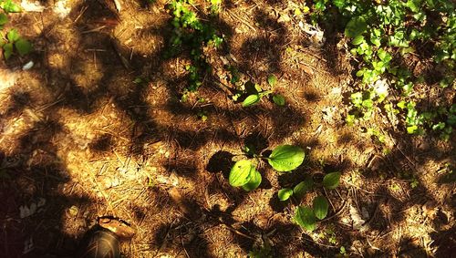 High angle view of leaves on field