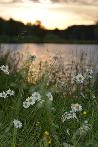 Close-up of daisy flowers on field